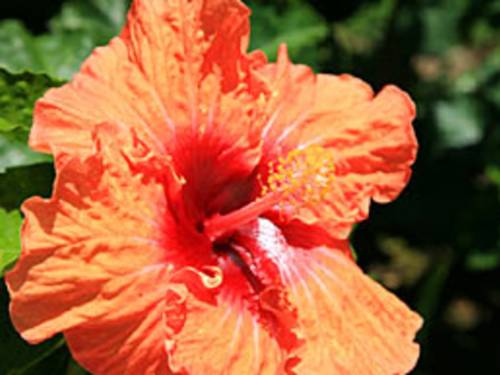 Kapaa Kauai, Hawaii Vereinigten Staaten Promo-Code Booking.com